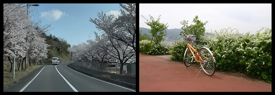 お花見サイクリング