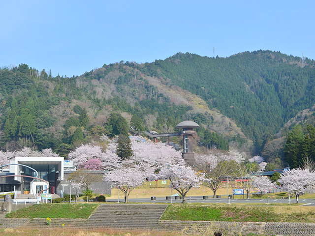 きのこの森